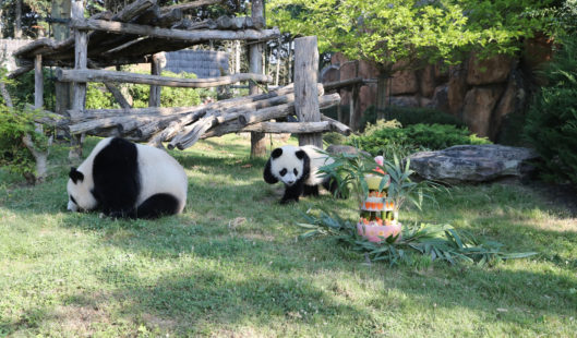 Pandas zoo de beauval - Parenthèse Océan Voyages