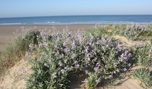 Flore de Dune - Parenthèse Océan Voyages