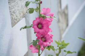 Fleur rose de Noirmoutier - Parenthèse Océan Voyages