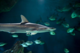 Requin marteau aquarium de la Rochelle - Parenthèse Océan Voyages