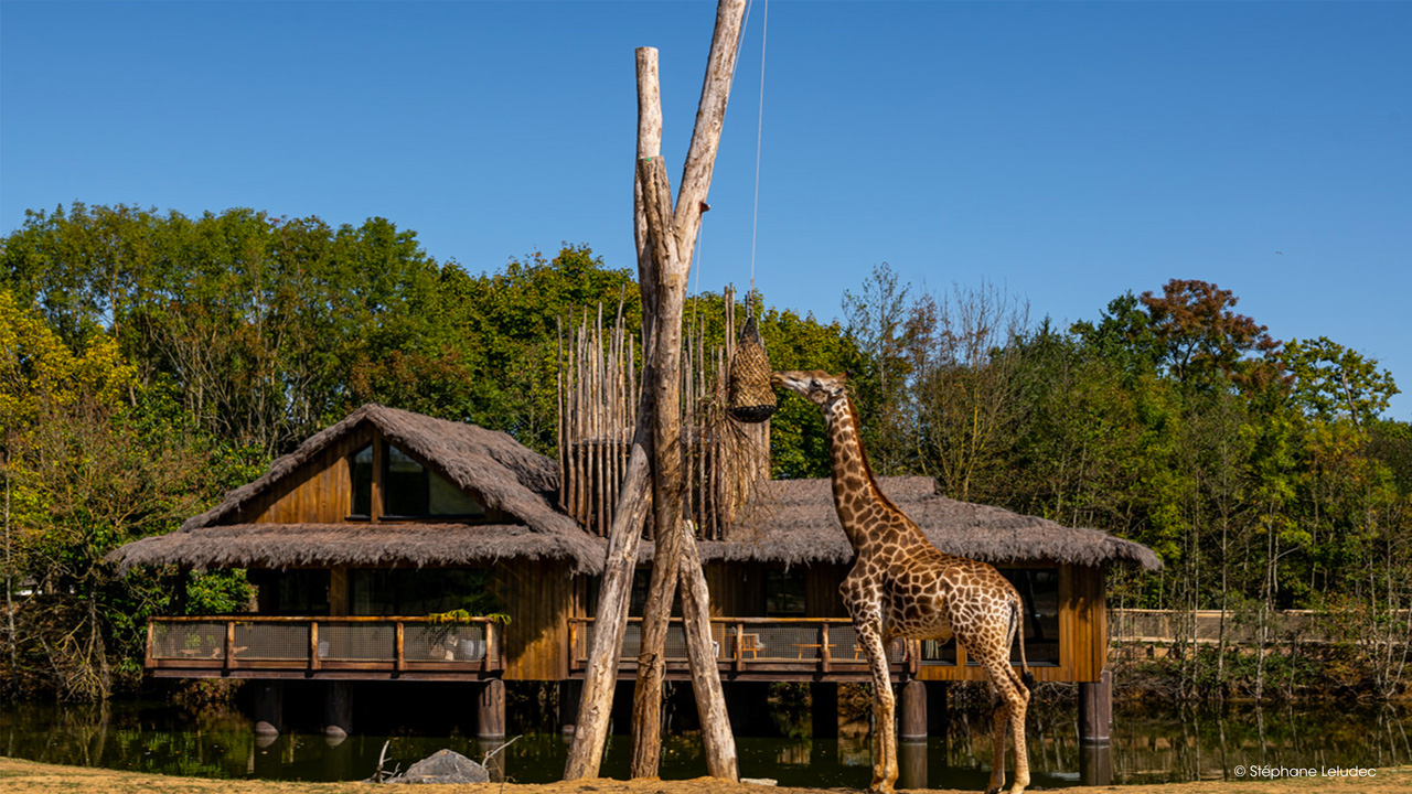 safari lodge planete sauvage