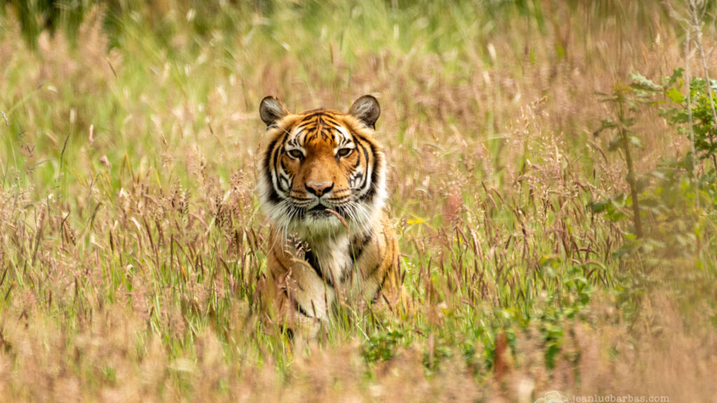 Lodge Tigre Planète Sauvage